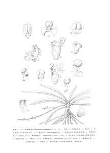 勐海隔距蘭 勐海隔距蘭