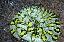 玉斑錦蛇（美女蛇）