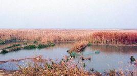 沉湖濕地 沉湖濕地