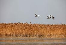 江蘇鹽城濕地珍禽國家級自然保護區3