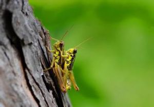 中華雛蝗 中華雛蝗