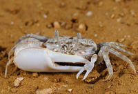 倒轉招潮蟹 倒轉招潮蟹