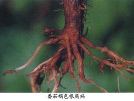 番茄褐色根腐病 番茄褐色根腐病