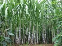 甘蔗