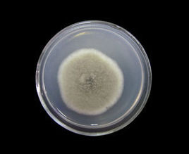 微生物馴化 微生物馴化