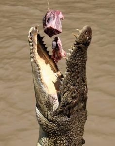 澳洲鹹水鱷