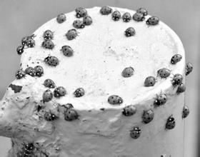 七星瓢蟲大爆發