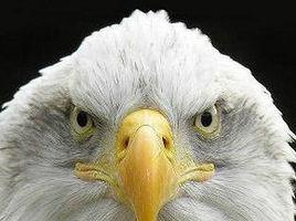 鷹眼攝像頭監控錄像軟體 鷹眼攝像頭監控錄像軟體