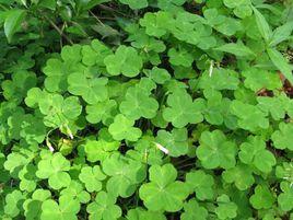 植物百科 植物百科