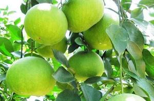 泰國青柚 泰國青柚