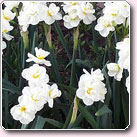 （圖）絕世水仙