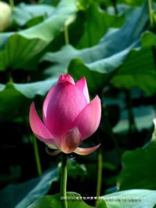 含苞欲放 含苞欲放