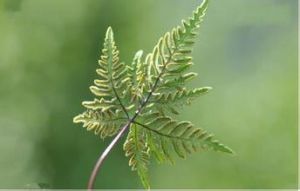 小葉中華殘齒蘚 小葉中華殘齒蘚