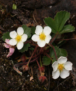 弗州草莓 弗州草莓