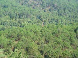 麻粟樹村 麻粟樹村