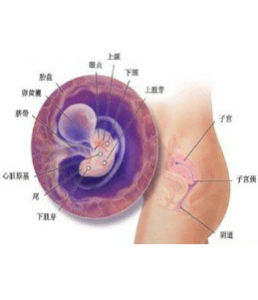 孕婦見紅 孕婦見紅