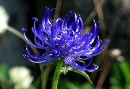 牧根草屬 牧根草屬