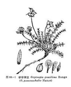 海拉爾棘豆 海拉爾棘豆