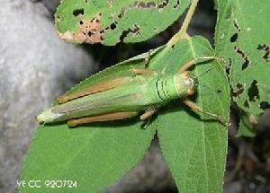 斑角蔗蝗 斑角蔗蝗