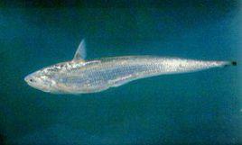 鳳尾毛花魚 鳳尾毛花魚