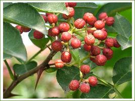 萊蕪花椒 萊蕪花椒