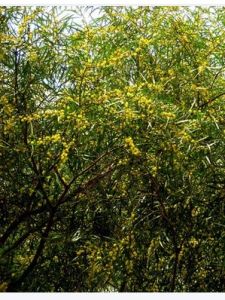 台灣相思樹 台灣相思樹