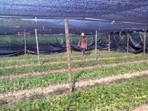 優質良種嫁接油茶苗