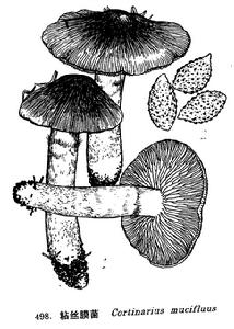 粘絲膜菌 粘絲膜菌