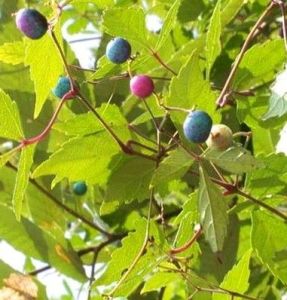 三裂蛇葡萄 三裂蛇葡萄