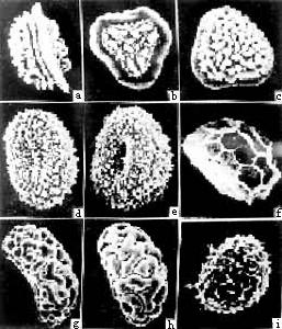 孢子(植物) 孢子(植物)