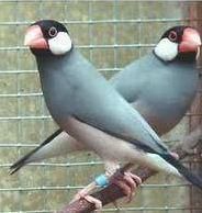 黑白文鳥 黑白文鳥