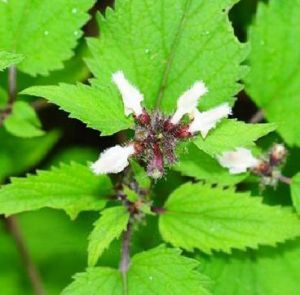 異裂亞組 異裂亞組