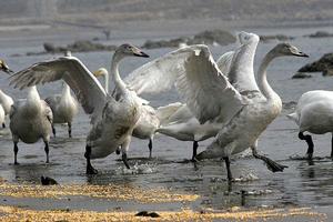 榮成大天鵝國家級自然保護區 榮成大天鵝國家級自然保護區