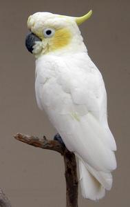 小葵花鳳頭鸚鵡指名亞種 小葵花鳳頭鸚鵡指名亞種