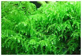 垂淚莫絲 垂淚莫絲