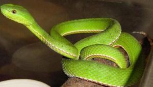 越南東亞竹葉青蛇 越南東亞竹葉青蛇