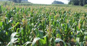 玉米農大3138高產栽培 玉米農大3138高產栽培