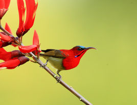 褐腰竄鳥 褐腰竄鳥