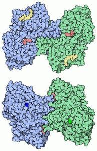 磷酸化酶 磷酸化酶