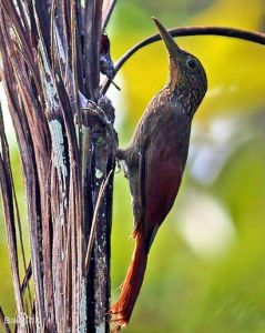 條紋軟尾雀 條紋軟尾雀