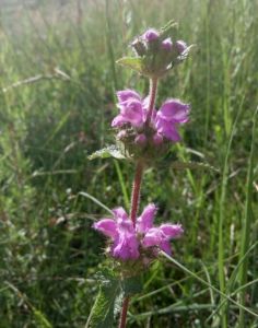 尖齒糙蘇 尖齒糙蘇