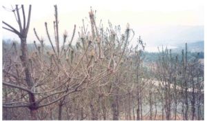 馬尾松毛蟲危害狀