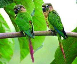 鸚鵡學舌[動物行為]