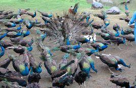 孔雀養殖技術 孔雀養殖技術