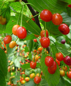 華中櫻桃 華中櫻桃