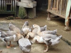 東營自然村家禽養殖業