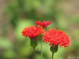 小一點紅 小一點紅