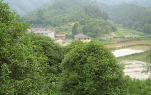 吳楚天游遊覽區 吳楚天游遊覽區