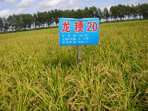 龍粳20