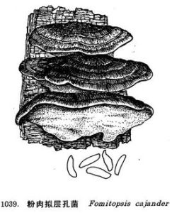 粉肉擬層孔菌 粉肉擬層孔菌